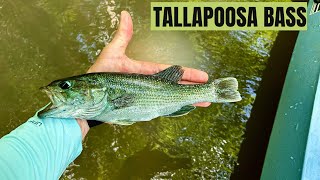 Tallapoosa Bass  Georgia Bass Slam 2023 [upl. by Bushweller]