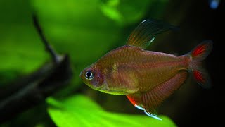 Rosy tetras Hyphessobrycon rosaceus spawning colors and behavior aquarium fish plantedtank [upl. by Yablon384]