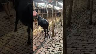 Gabtoli Haat Update September 2024 goruloversofchattga viralvideo bullsfight cow [upl. by Streeter]