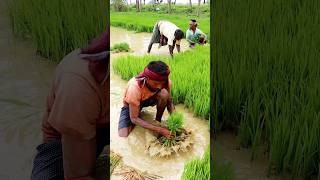 Amazing Farmers Uprooting Paddy Seedlings shorts [upl. by Aciraj]