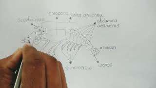 palaemon diagram  how to draw palaemon  freshwater prawn  zoology [upl. by Renba]