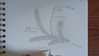 Funaria Diagram Plants of the bryophyta division how to Draw funaria labelled diagram [upl. by Bannerman]