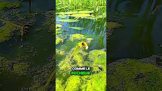 Ce Poisson Se Moque Complètement de Ce Pêcheur  Moment Hilarant  poisson pêche drole marrant [upl. by Secilu]