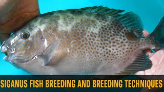 Siganus fish breeding and breeding techniques [upl. by Margalit]