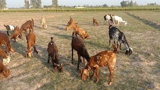 Beautiful Goats Grazing Grass Morning Time  Famous Animal  Beautiful Goats Tharparker [upl. by Esemaj]