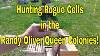 Hunting Rogue Cells in the Randy Oliver Queen ColoniesThat Bee Man [upl. by Linder753]