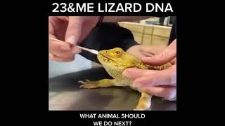 23ampMe Lizard DNA [upl. by Bennir726]