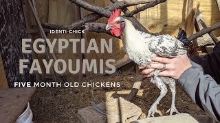 Egyptian Fayoumis 5MonthOld Chickens [upl. by Sadira748]