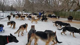 100 German Shepherds playing together [upl. by Baum137]