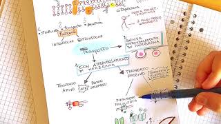 Fisiologia  membrana cellulare e trasporto [upl. by Iadrahc]