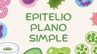 Epitelio Plano Simple [upl. by Tevis]