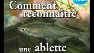 Comment reconnaître une ablette [upl. by Ziwot887]