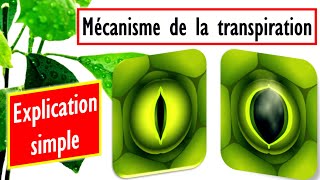 Mécanisme douverture et de fermeture des stomates Explication simple [upl. by Marcelle808]