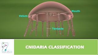 CNIDARIA CLASSIFICATION [upl. by Atilegna]