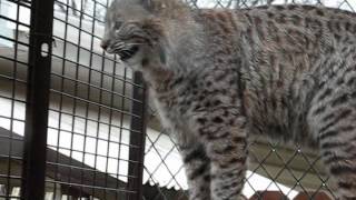 Wild bobcat enjoying a rainy day [upl. by Osugi]