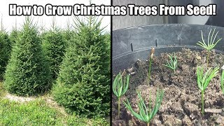 How To Grow A Christmas Tree From SeedHow to Grow Norway SpruceBlue Spruce From Seed [upl. by Lowrance663]