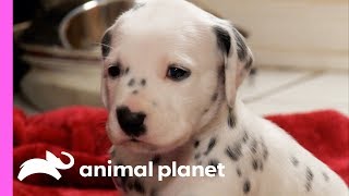 Fireman Becomes New Owner Of A Lovable Dalmatian  Too Cute [upl. by Eiramnna]