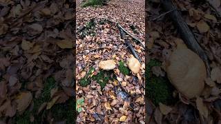 Porcini🍄Boletus Reticulatus7112024 wildmushrooms mushroom fungi grzyby short forest food [upl. by Bonney]