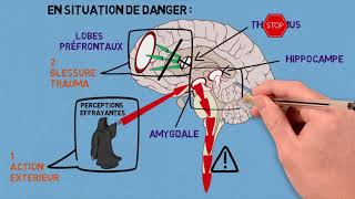 2 Les traumas et leurs conséquences sur le cerveau [upl. by Buckler]