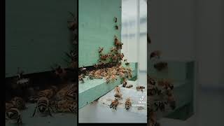 Sauvetage dune colonie dabeilles installée dans une usine  🐝 abeille sauvetage nature pourtoi [upl. by Amehsat]