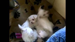 Maltezer leeuwtje puppies 5 weken oud [upl. by Nilok371]