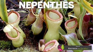 NEPENTHES OU L’URNE DE LA MORT  TOUT SAVOIR SUR LA PLUS SPECTACULAIRE DES PLANTES CARNIVORES [upl. by Salisbarry]