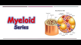 Hematology ðŸ”¤  Myeloid Series [upl. by Merola962]