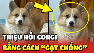 Triệu hồi chó Corgi chỉ bằng 1 cú GẠT CHÂN CHỐNG siêu ĐẲNG CẤP 😂  Yêu Lu [upl. by Nnylyahs962]