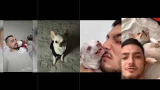 mreviatar tiktok vs murat noyan tiktokangry niki chihuahua vs cute chihuahua funny tiktok videos [upl. by Accissej]