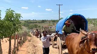 Procissão do Carreiro em Olivença  AL 11  01  2023 nordeste [upl. by Prior]