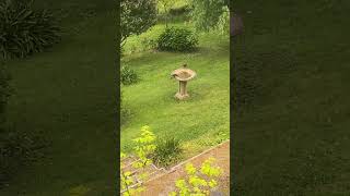 Currawong’s hunting thousands of flying insects [upl. by Grof]