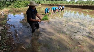 Doble ani natin nitoIto magandang variety ng palay hybrid Nagsimula ng magpatanim ng palay [upl. by Earissed]