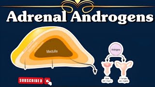 Adrenal Androgens ll Gonadocorticoids ll Adrenal Gland ll Endocrinology [upl. by Curry]