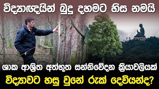 ශාක ආශ්‍රිත අත්භූත සන්නිවේදන ක්‍රියාවලියක්  Mycorrhizal Network in Trees [upl. by Knowles]