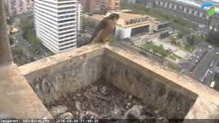 Primera exploración de pollitoHalcón peregrino  Madrid06052016 [upl. by Nylikcaj]