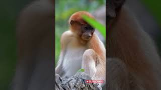 Proboscis Monkey So Ugly ITS CUTE [upl. by Gilder]