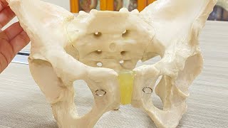 Anatomy of Pelvis  pelvis region  pelvis inlet and outlet  easy explanation [upl. by Gosnell236]