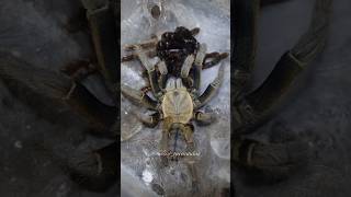 Cyriopagopus schmidti Moulting Chinese birdeater [upl. by Eniamirt]