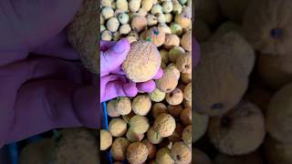 Hermosa naturaleza vida  delicioso madroño fruit nature youtubeshorts frutos [upl. by Enyamrahc275]