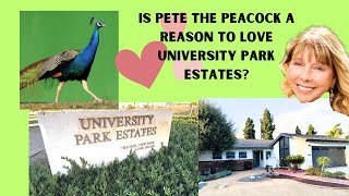 Can Pete The Peacock Make You Fall In Love With University Park Estates In Long Beach [upl. by Sapphire]