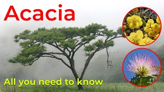 Everything You Need to Know About Acacia Trees [upl. by Alva]