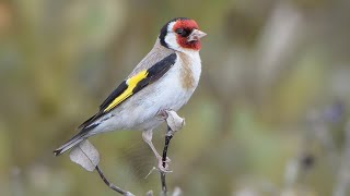 The Goldfinch  Trailer 3 [upl. by Ahsaercal]