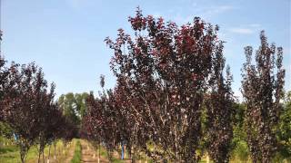 Tips on Our Growing Purple Leafed Plum Trees [upl. by Sheppard25]