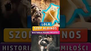 LolaWyjątkowy Szop Albinos w Zoo shorts news [upl. by Remlap245]