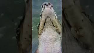 saltwater crocodile vs black caiman request crocodile alligator caiman gharial phonk edit [upl. by Nessah]