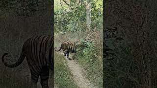 This evening bajirao male tiger 🐯 rukhad buffer tiger wildlife penchtiger shorts [upl. by Fiora]