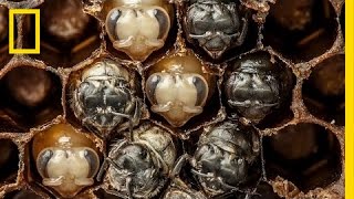 Amazing TimeLapse Bees Hatch Before Your Eyes  National Geographic [upl. by Rednaeel]