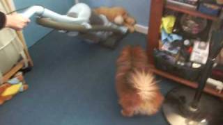 Pomeranian attacks vacuum cleaner [upl. by Dianthe]