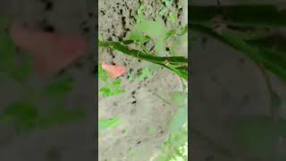 Cutting se lagaye rose plant 🌹🌹🌹🌹short videomylovelygarden [upl. by Pironi674]