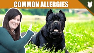 COMMON ALLERGIES FOR CANE CORSO [upl. by Monagan419]